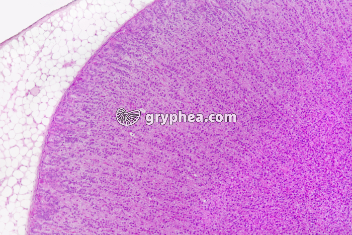 Surrénale - Capsule surrénale (zone corticale) x25 - gryphea.com